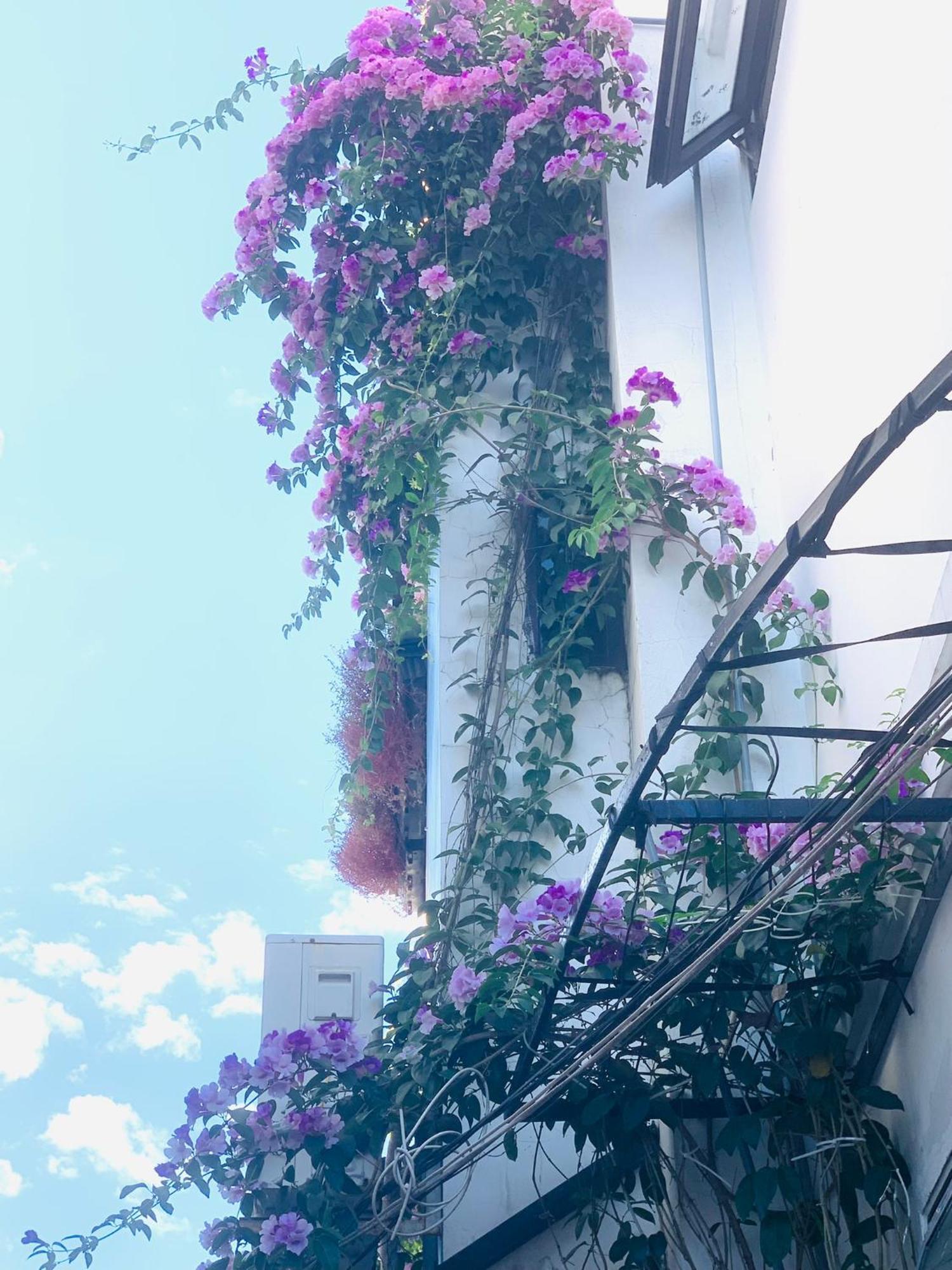 May'S House Χόι Αν Εξωτερικό φωτογραφία